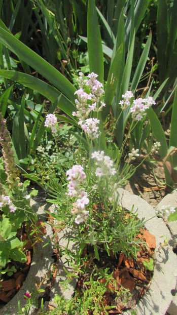  - A A Flori de gradina 2