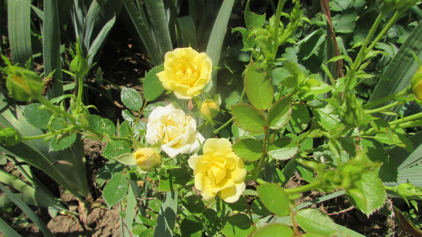  - A A Flori de gradina 2