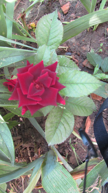  - A A Flori de gradina 2