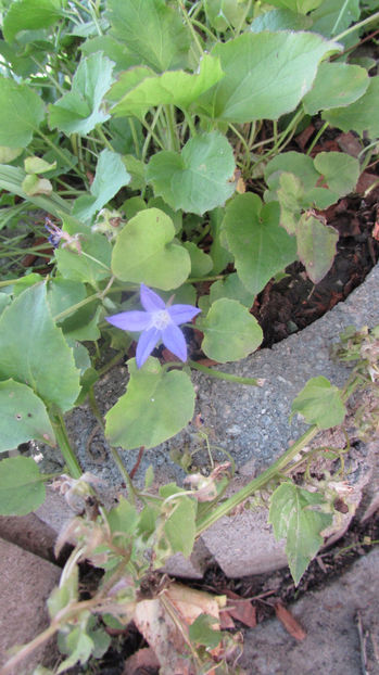  - A A Flori de gradina 2