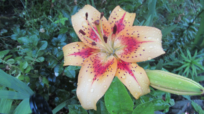  - A A Flori de gradina 2