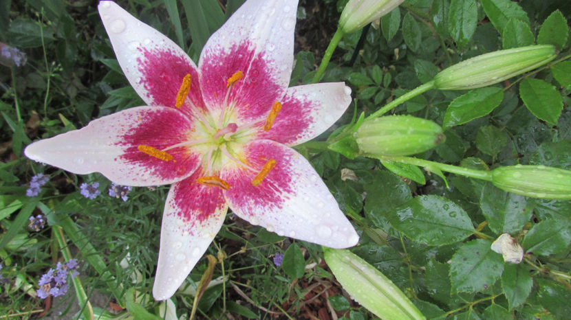  - A A Flori de gradina 2