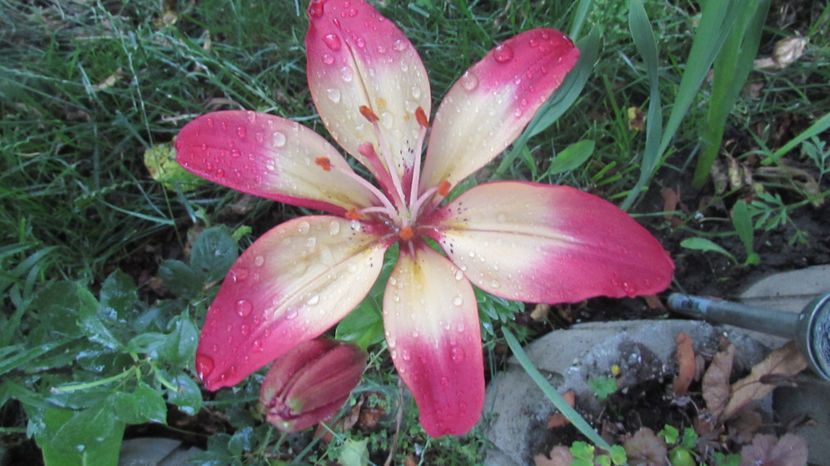  - A A Flori de gradina 2