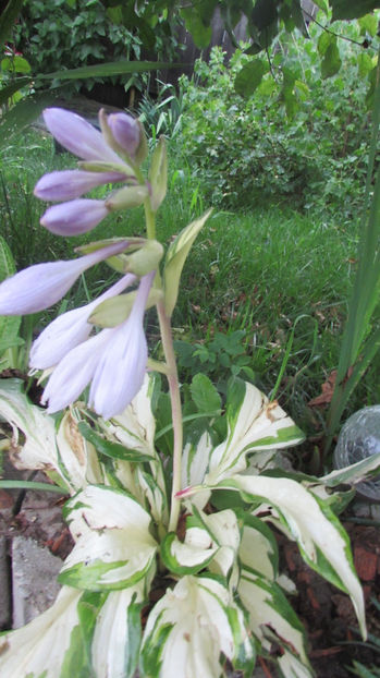  - A A Flori de gradina 2