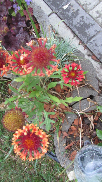  - A A Flori de gradina 2