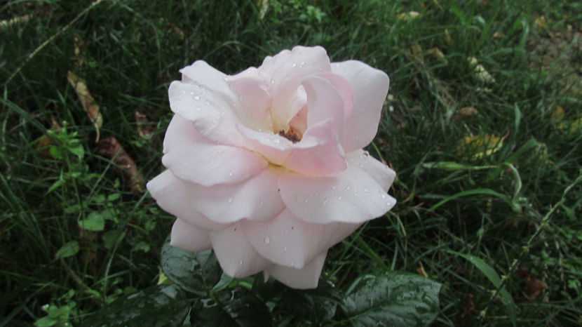  - A A Flori de gradina 2