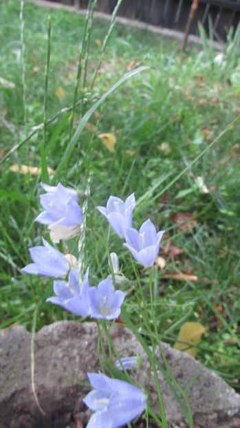  - A A Flori de gradina 2