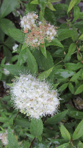  - A A Flori de gradina 2