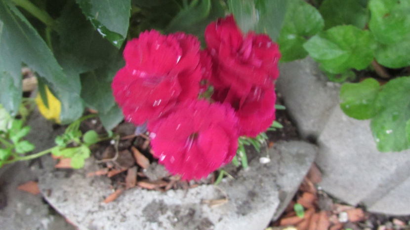  - A A Flori de gradina 2