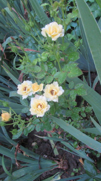  - A A Flori de gradina 2