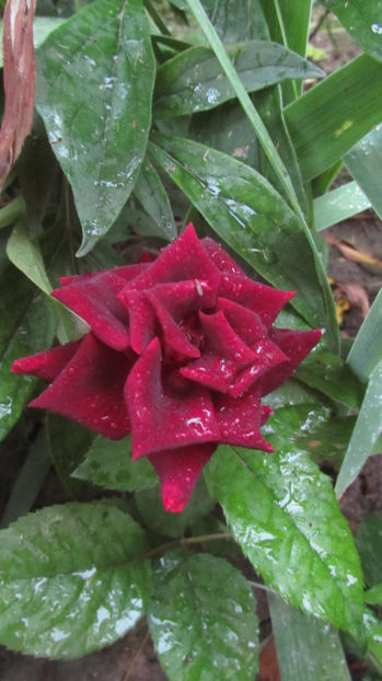  - A A Flori de gradina 2