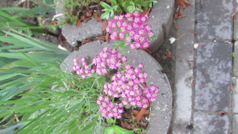  - A A Flori de gradina 2