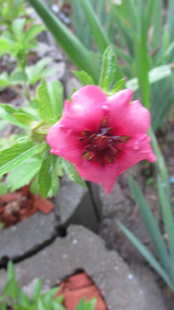  - A A Flori de gradina 2