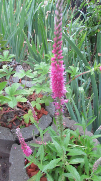  - A A Flori de gradina 2