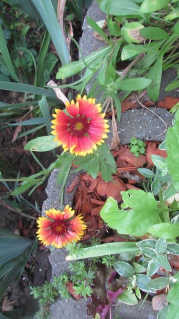  - A A Flori de gradina 2