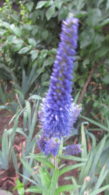  - A A Flori de gradina 2