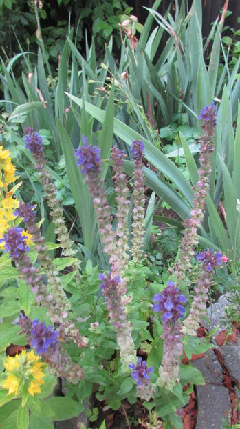  - A A Flori de gradina 2