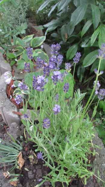  - A A Flori de gradina 2