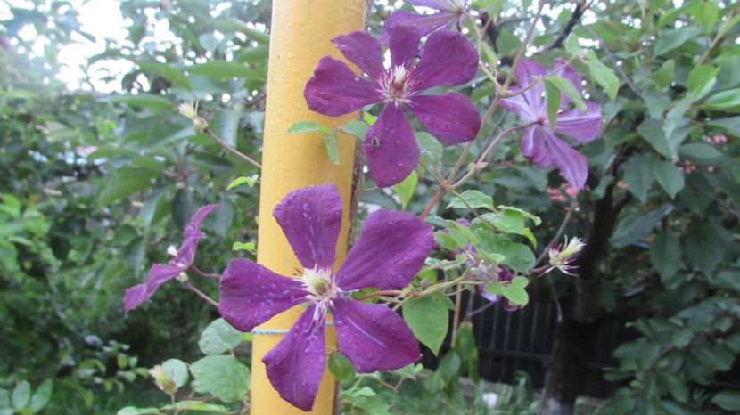  - A A Flori de gradina 2