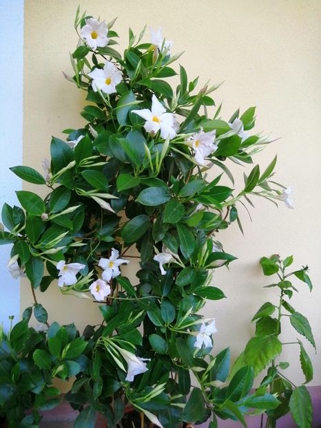  - Frumuseti la casa parinteasca