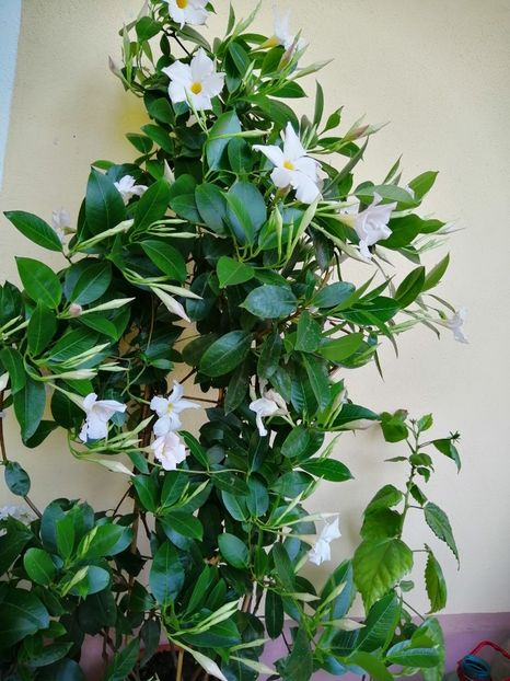  - Frumuseti la casa parinteasca