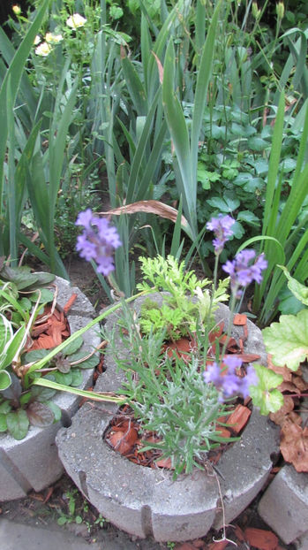  - A A Flori de gradina 2