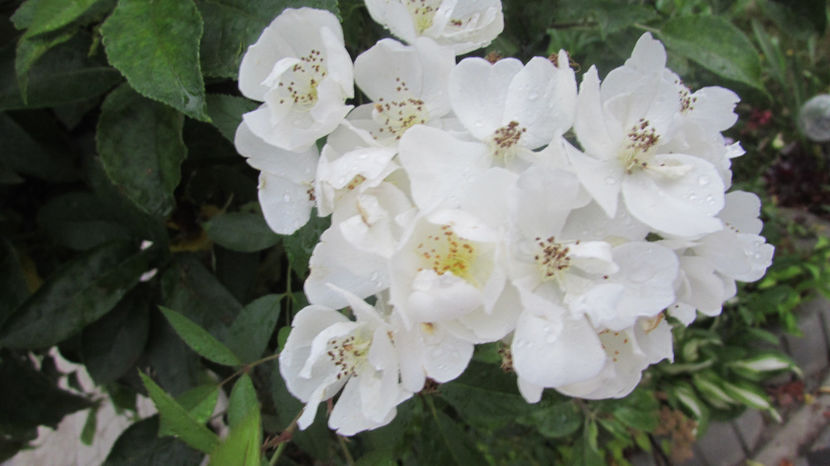  - A A Flori de gradina 2