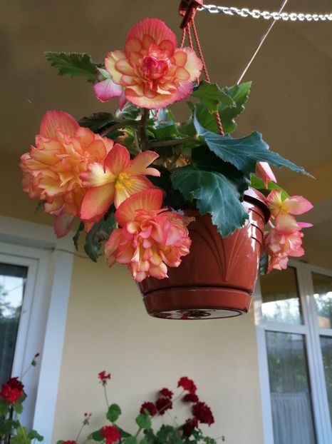  - Begonii curgatoare