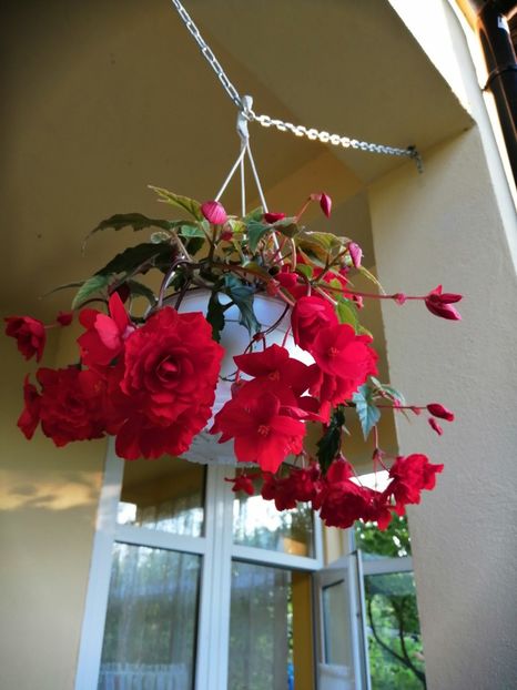  - Begonii curgatoare