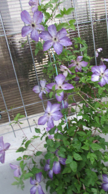  - A A Flori de gradina 2