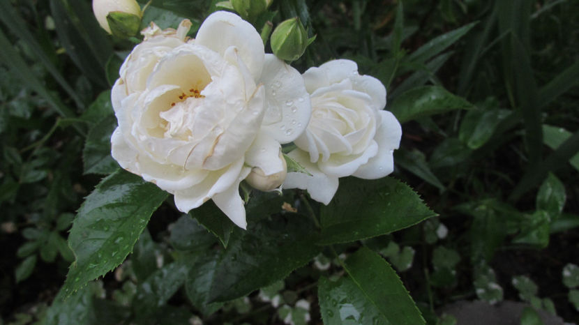  - A A Flori de gradina 2