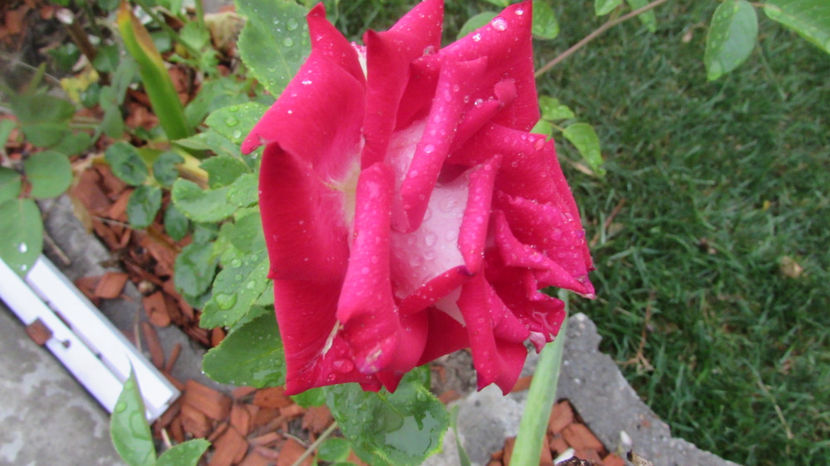  - A A Flori de gradina 2