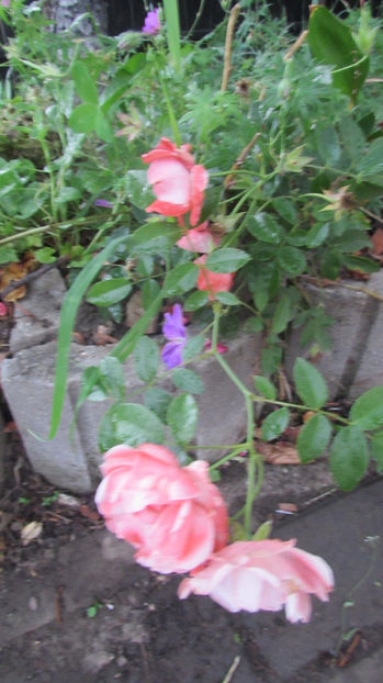  - A A Flori de gradina 2