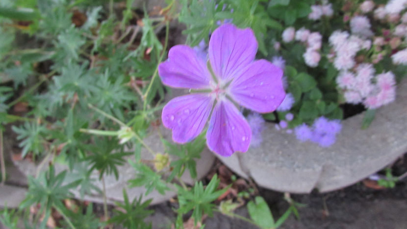  - A A Flori de gradina 2