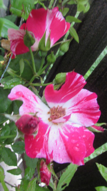  - A A Flori de gradina 2