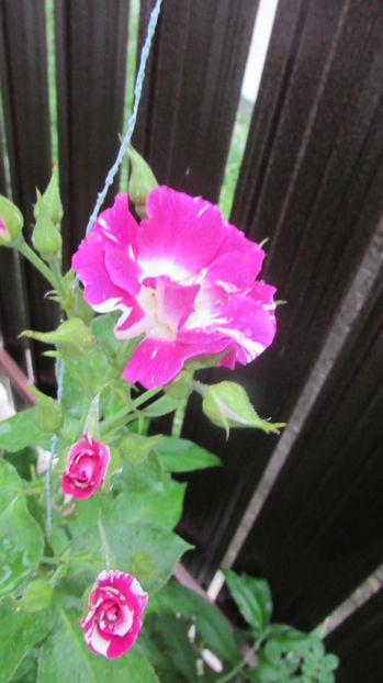  - A A Flori de gradina 2