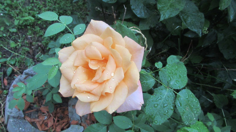  - A A Flori de gradina 2