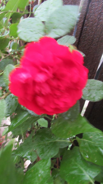  - A A Flori de gradina 2