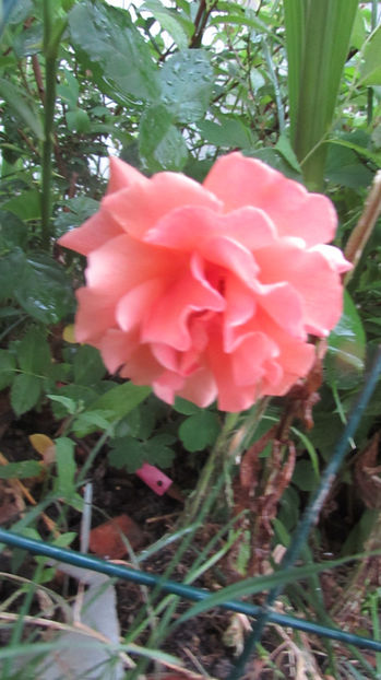  - A A Flori de gradina 2