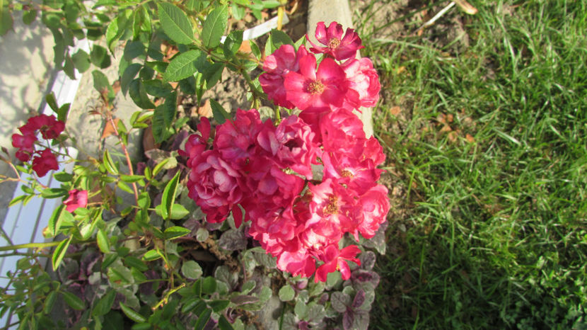  - A A Flori de gradina 2
