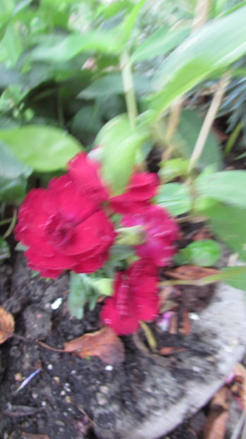  - A A Flori de gradina 2