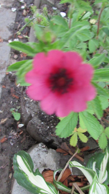  - A A Flori de gradina 2