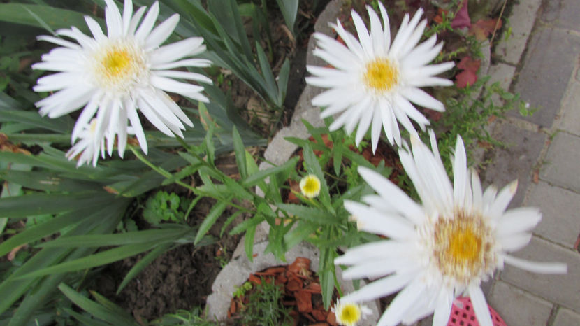  - A A Flori de gradina 2