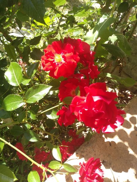  - Gradina iunie 2019