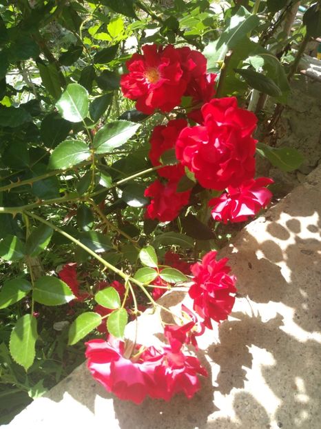  - Gradina iunie 2019