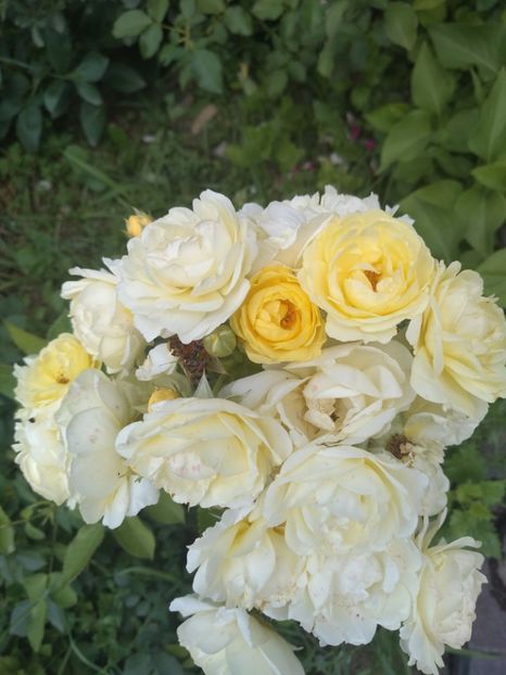  - Gradina iunie 2019