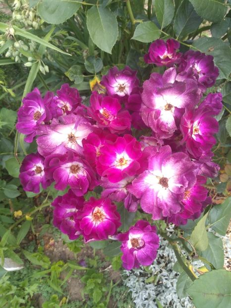 - Gradina iunie 2019