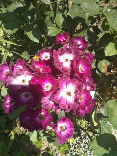  - Gradina iunie 2019