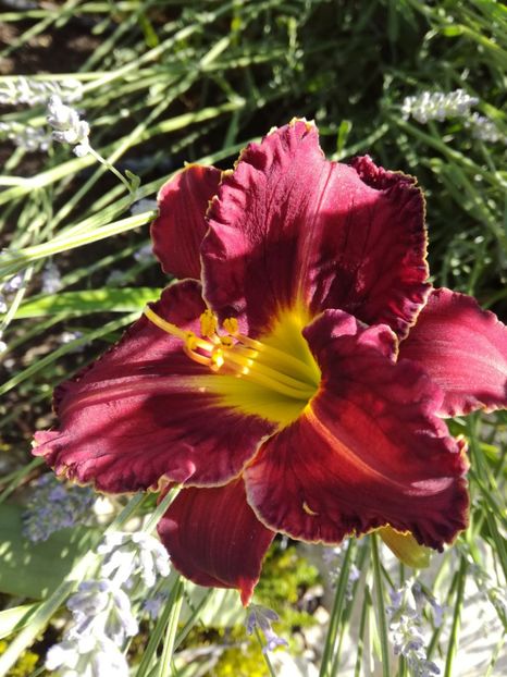 Purplelicious? - Hemerocallis 2020