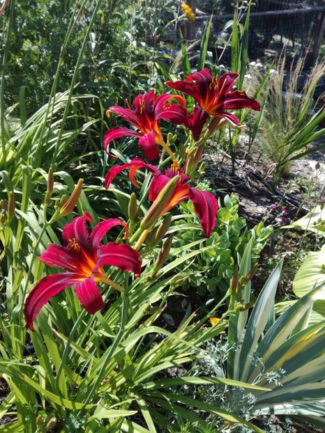 Crimson Pirate - Hemerocallis 2020